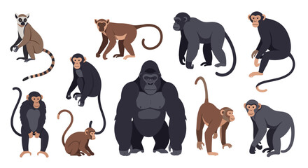 Set of different primate species including gorillas chimpanzees monkeys and lemurs isolated on a plain background. © OtherGRX18