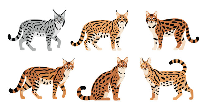 Set of six wild cat illustrations including species like lynx and serval with spotted and striped fur patterns.