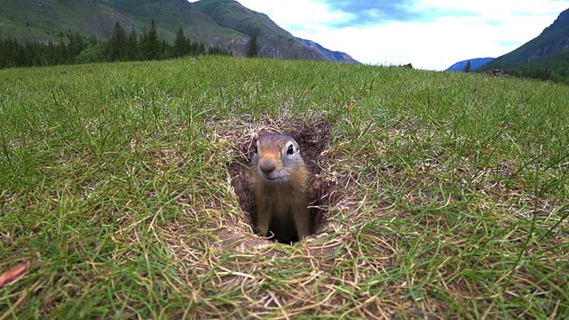 A gopher (imurang) is sitting in a burrow in a meadow near the Chuysky Highway in Gorny Altai. Gophers in Altai. Close-up of gophers against the background of mountains and small animals. 4K