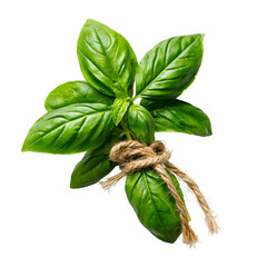 Fresh green basil leaves isolated on white background