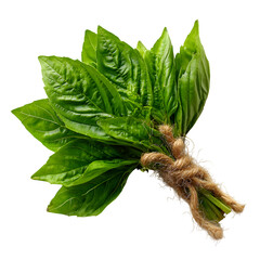 Fresh herbs on white background