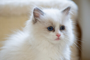 Portr&auml;t eines Ragdoll K&auml;tzchen