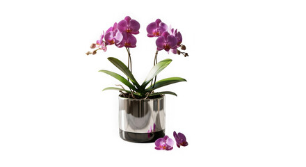 A potted purple orchid plant with green leaves on a white surface with fallen flowers isolated on transparent background