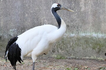 Fototapeta premium タンチョウ