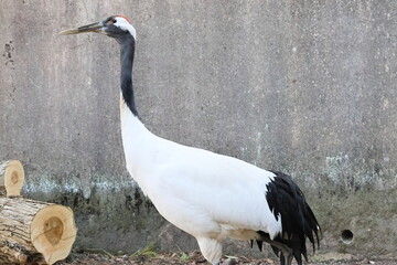 Fototapeta premium タンチョウ