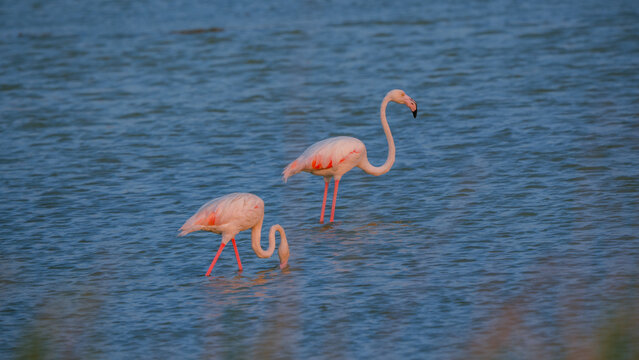 Pink flamingo standing in shallow water
