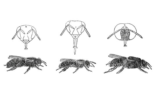 Queen bee, worker bee and drone showing morphological differences and specialized anatomical structures, showing apiculture entomology, old vintage illustration, 1895.