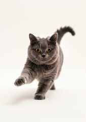 Obraz premium Gray cat walking forward confidently