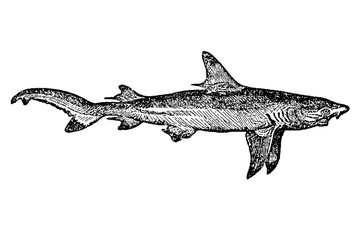 Obraz premium A shark with streamlined body and dorsal fin in oceanic habitat, showing marine predator anatomy and detailed zoological illustration, old vintage illustration, 1897