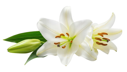 Fototapeta premium White lily flowers with green leaves isolated on transparent background