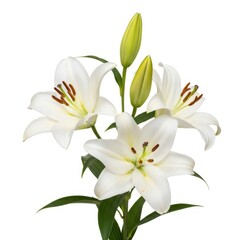 Obraz premium White lily flowers and green buds illustration, botanical vector, isolated on white