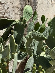 Close-Up of Prickly Pear Cactus in Mediterranean Sunlight