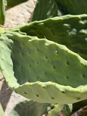 Close-Up of Prickly Pear Cactus Pad in Sicilian Sunlight
