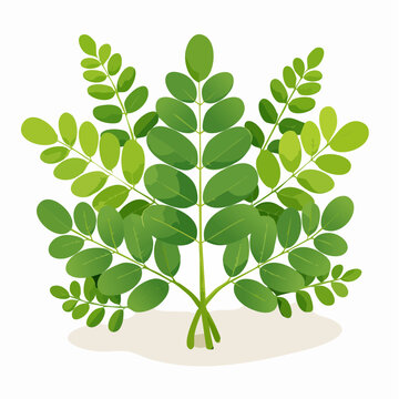 Moringa Leaf Vector Illustration Isolated