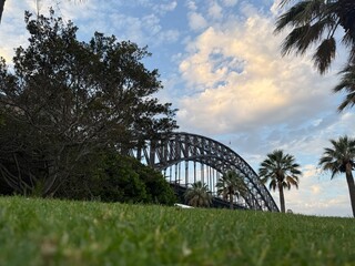 Sydney Harbour Bridge Framed by Palm Trees and Grass