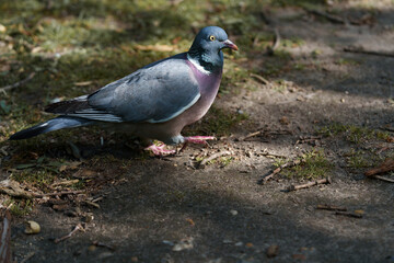 Fototapeta premium Sunlit pigeon searches ground. Iridescent feathers catch sunlight while relaxing. City bird walks quietly along sunlit park trail. Calm pigeon forages among fallen leaves on warm urban park pathway.