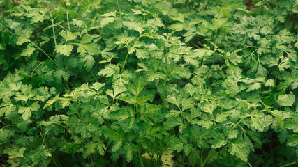 background of green leaves