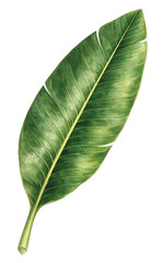 Obraz premium Banana Leaf Isolated on Transparent Background