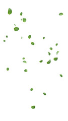 Flying mint leaves isolated 3D render © S_Designs