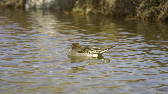 Cute Sleeping Duck floating on water