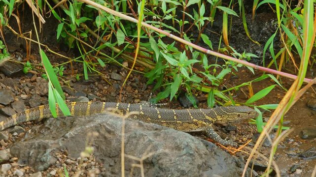 Nile monitor lizard creeping through lush green riparian vegetation and rocks near Nile river, in Murchison Falls National Park, Uganda, showcasing African wildlife and natural habitat