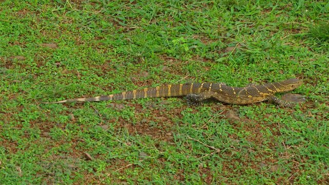 Nile monitor lizard Varanus niloticus walking on grass with tongue flicking near River Nile in Murchison Falls National Park, Uganda, showing chemosensory behavior, natural reptile hunting posture