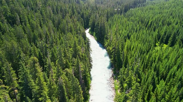 Aerial drone shot of a turquoise river snaking through dense evergreen forest in Squamish British Columbia