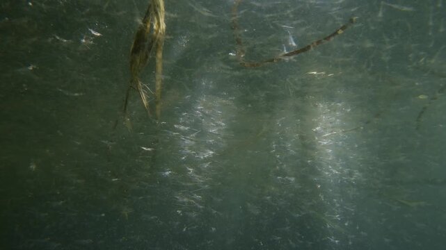 A school of juvenile Prawns migrating to coastal estuaries which serve as nurseries, before returning to the ocean to spawn as adults.
