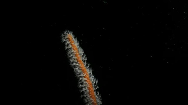 A nocturnal Veretillum Sea Pen gathers food with its flower-like polyps as heated water from a hydrothermal vent flows around it. Underwater view
