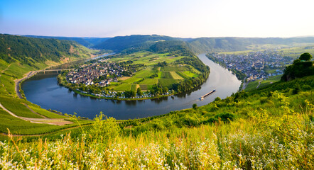 Obraz premium Panorama of the landscape along the Moselle River with the famous 180-degree river bend near Kröv in Rhineland-Palatinate (Germany). Idyllic view from one of the vineyards on a sunny summer day.