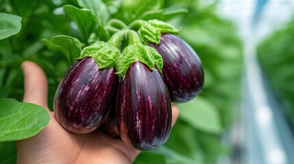 Hand holding ripe eggplants