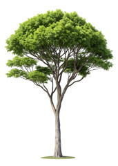 Realistic rendered deciduous tree featuring dense green canopy and prominent textured trunk on transparent background