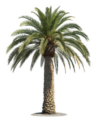 Detailed realistic date palm tree specimen featuring thick textured trunk and vibrant green fronds on transparent background