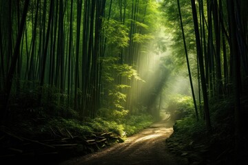 Fototapeta premium Bamboo forest sunlight outdoors woodland.