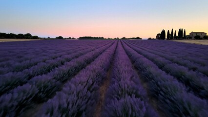 Fototapeta premium Lavender field at sunset with long purple rows, rural Provence landscape for travel and agriculture themes, calm summer evening mood for wellness and relaxation