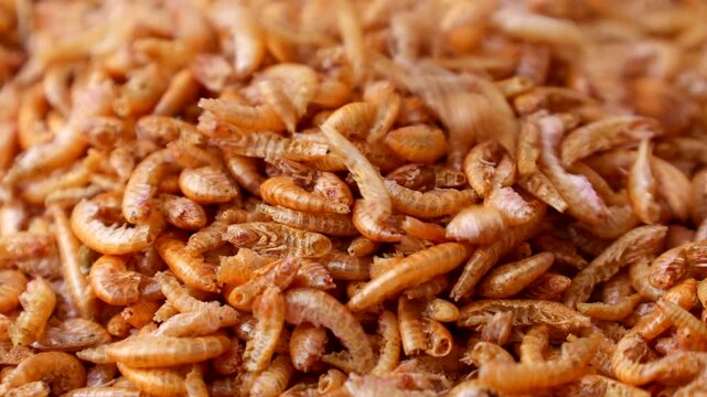 Dried Gammarus shrimp fish food falling down close up