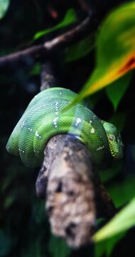 Vibrant green tree python coiled tightly on a thick brown branch. White scales dot its emerald skin. Dark, lush foliage blurs in background. Vertical.