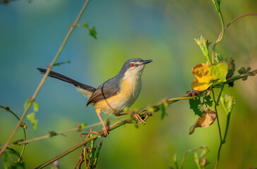 Obraz premium Ashy prinia or ashy wren-warbler from Kerala, India