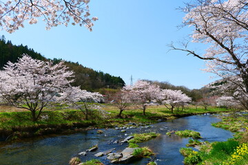 春の小川。登米、宮城、日本。4月中旬。