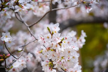 Obraz premium 夙川の桜