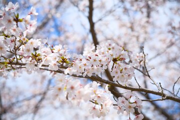 Obraz premium 夙川の桜