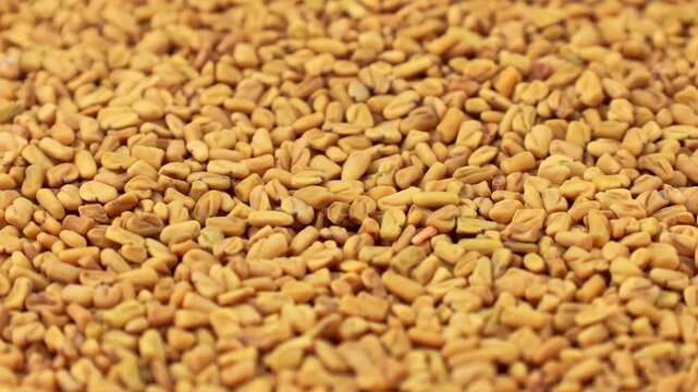 Dry yellow fenugreek seeds texture circle rotation close up