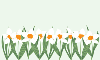 Beautiful spring banner with white daffodils. Floral border on light green background. For seasonal greeting cards, flyer, brochure, website headers and nature decor. Vector illustration