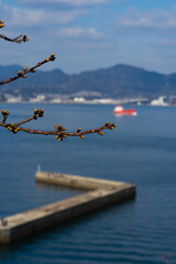 膨らむ桜の冬芽が関門海峡の風に揺れる20260131