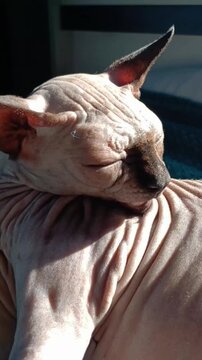 A bald cat of the Don Sphynx breed lies on the bed in the rays of the bright sun and licks himself. Naked cat washing in the sun