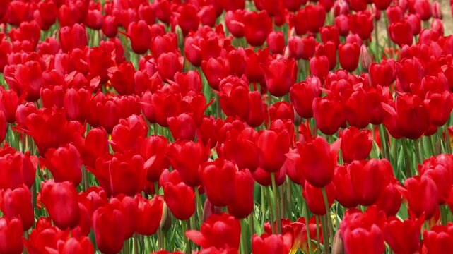 field of red tulips in the garden