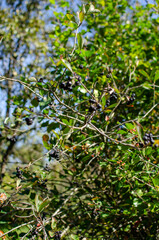 Branch laden with dark aronia berries against a backdrop of green foliage