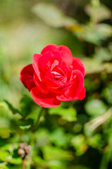 Vibrant Red Rose Bloom in a Lush Garden Setting, a Symbol of Beauty and Love