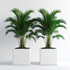 Obraz premium Two green palm plants in white square planters