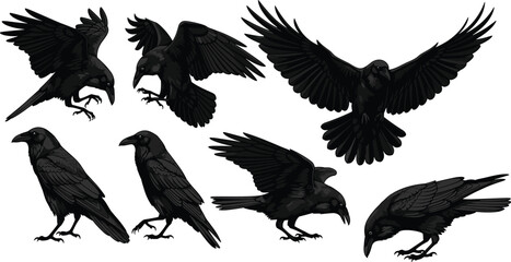 Obraz premium Collection of black crow silhouettes and detailed raven illustrations featuring predatory birds in flight and perched positions isolated on white background vector